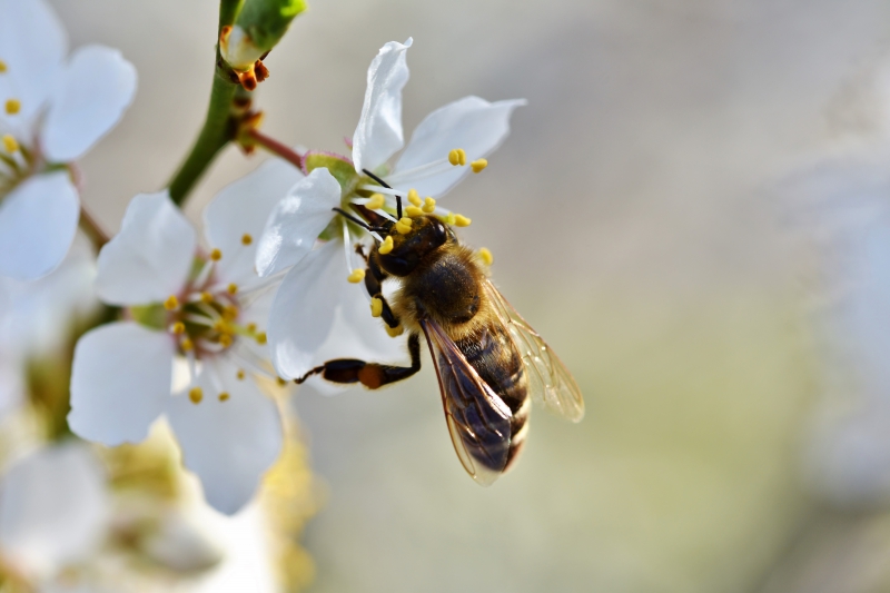 jardinerie-REVEST LES ROCHES-min_bee-4092986